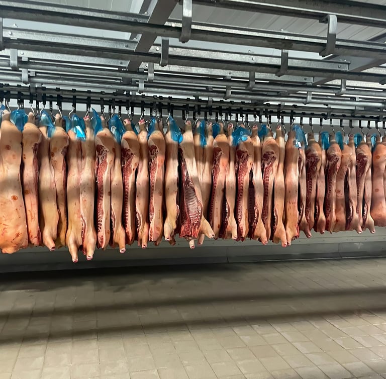 câmara com carcaça de porco