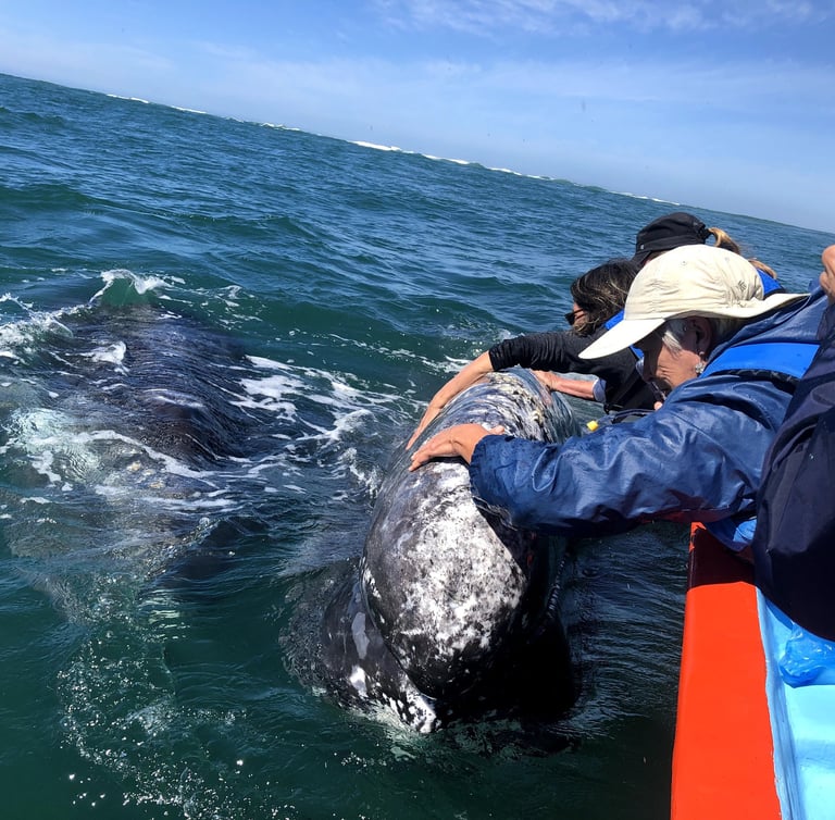 Petting a whale in Baja, Mexico