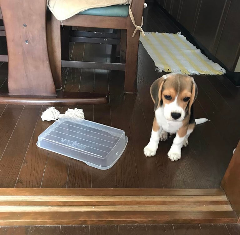 Beagle-Welpe stehend