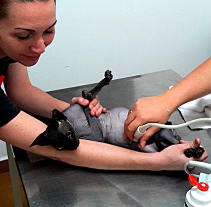 Dra. Roberta em ultrassom da primeira ninhada.