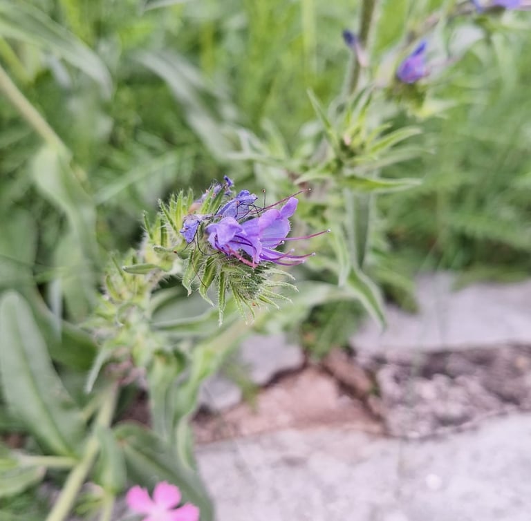 one Viper's-Bugloss bloom that is purple