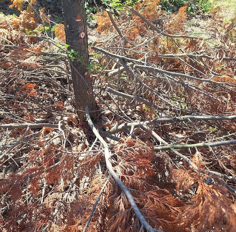 one tree after we cut down its branches