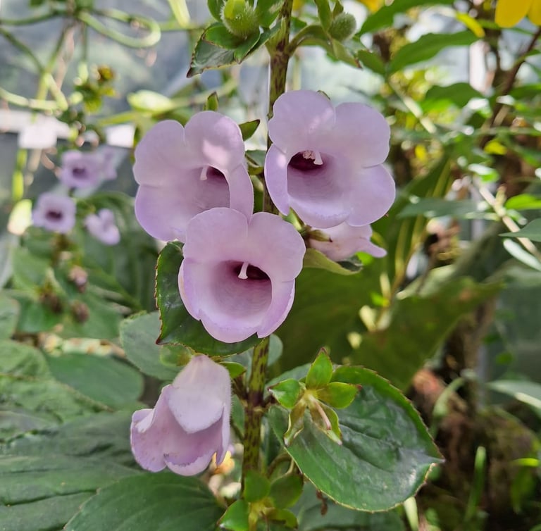 our rebloomed flowers after deadheading