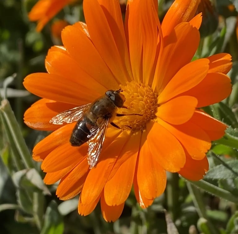 A bee on a calendula flower