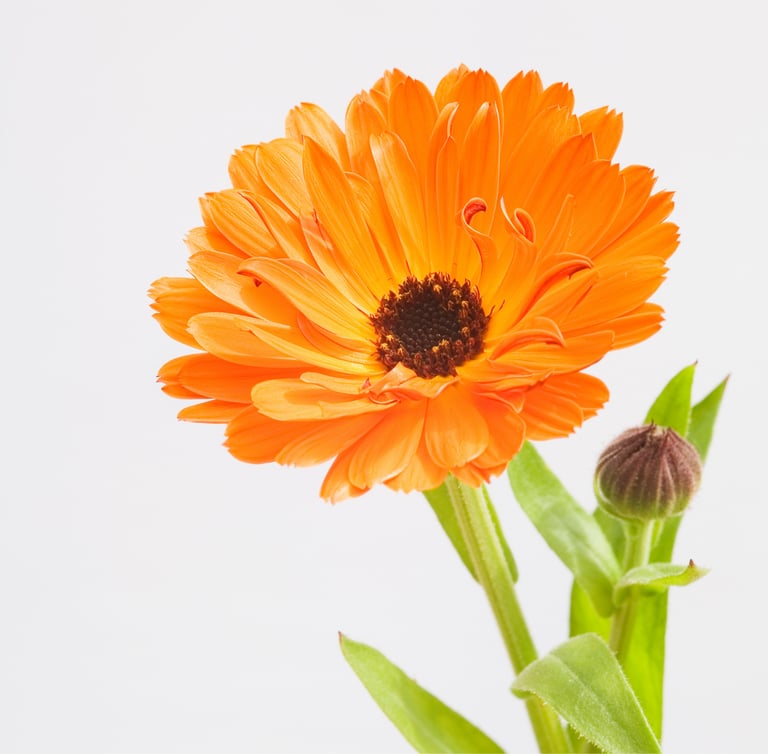 CALENDULA 'NEON' | Edible Petals