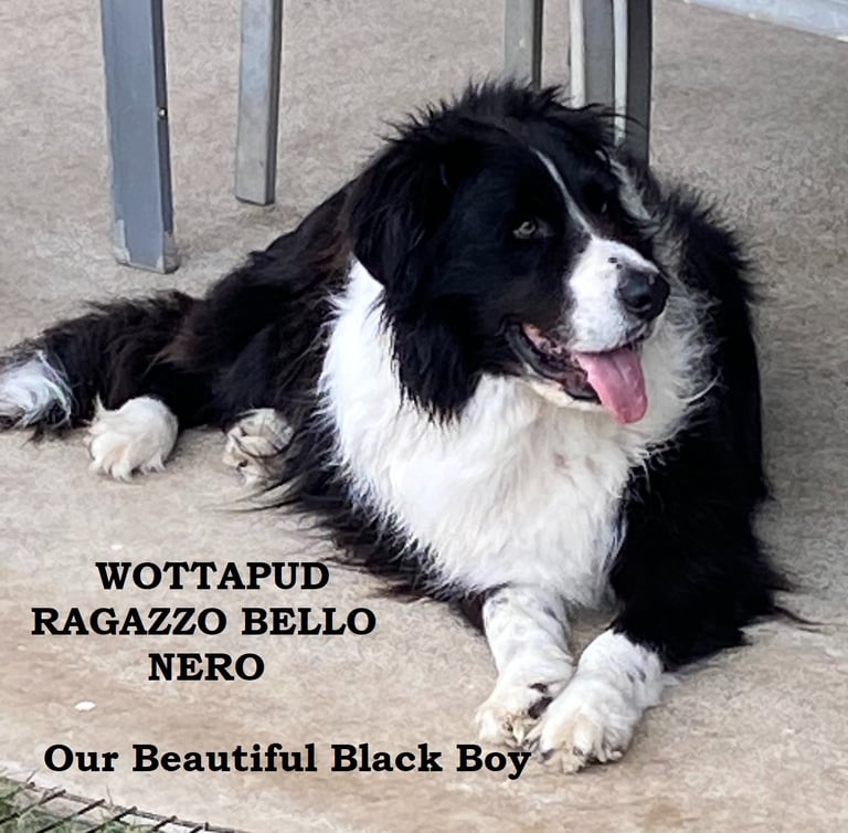 Black and white border collie