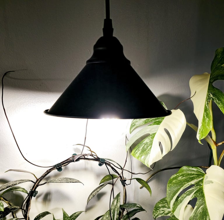 Regular house lamp being used as a grow light