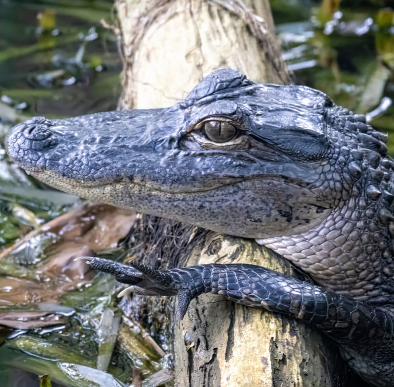 Gator Smile