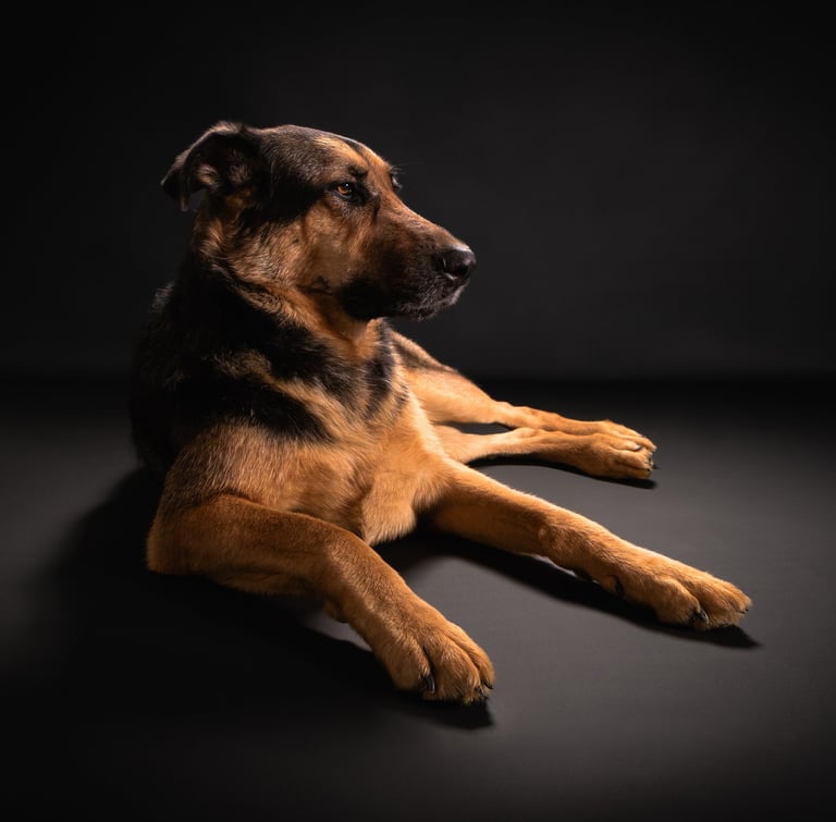 Portrait chien studio finistère brest
