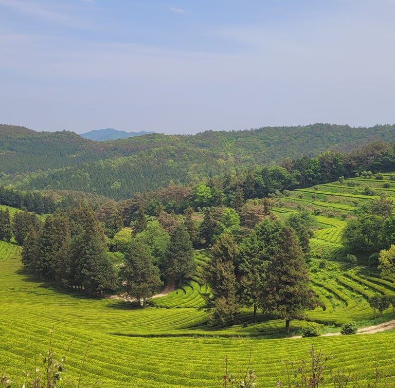 Boseong plantation thé