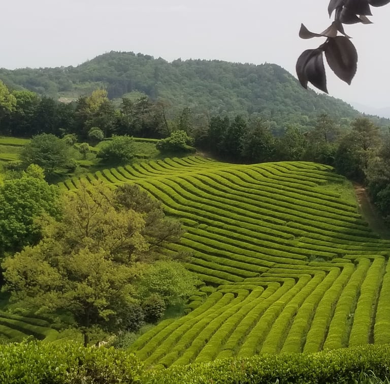 Boseong plantation thé