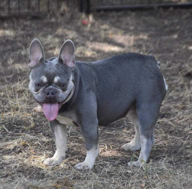 french bulldog from shady acres kennel