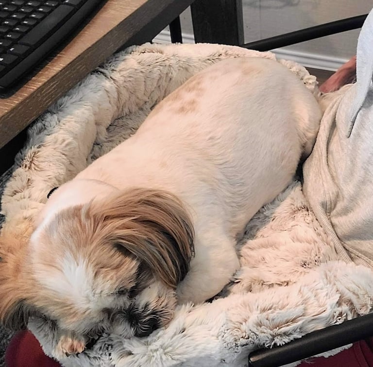 Jazi sleeping in Furr Lap while lady works at desk