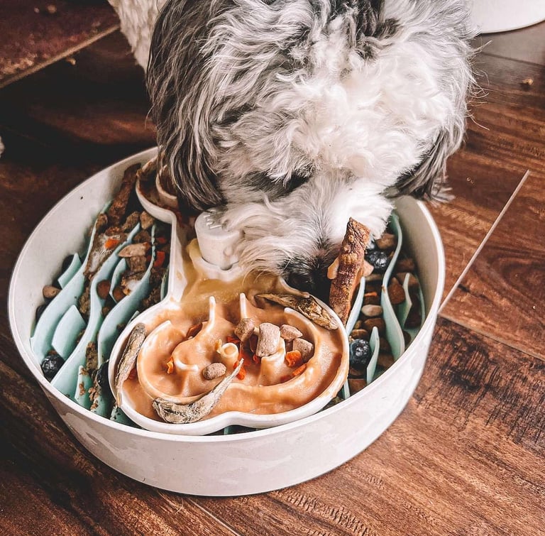 slow feeder dog bowl to prevent bloat and fast eating