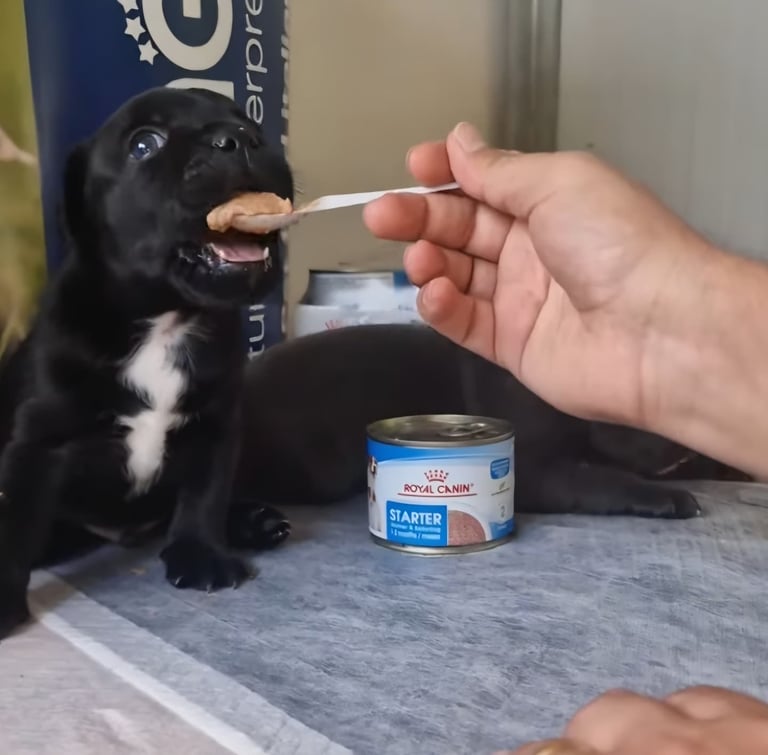 Svezzamento di un cucciolo Staffordshire Bull Terrier nero con mousse starter.