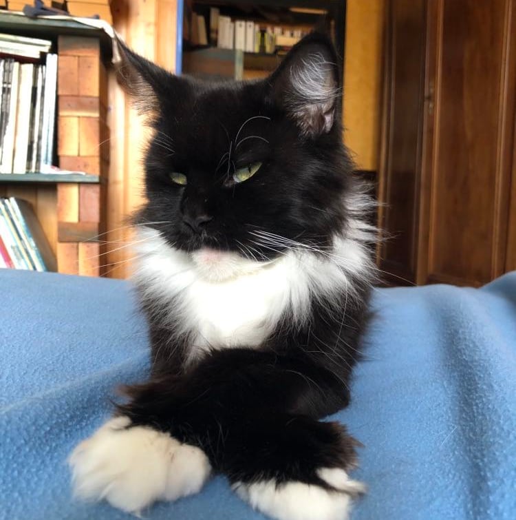 a black and white cat laying on a blue blanket maine coon polydactyl polydactylcat