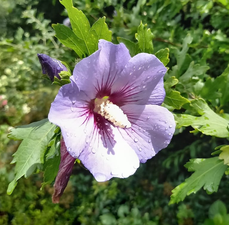 one pink Rose of Sharon flower on a tree