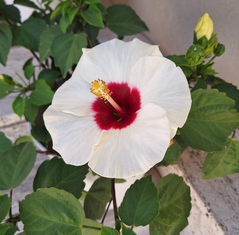 one white tropical Hibiscus flower