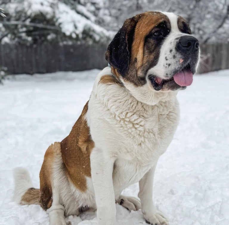 Saint Bernard puppies
