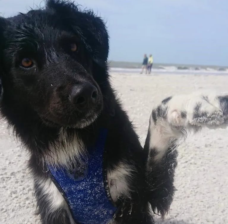 a dog sitting on a sandy beach with a blue bandanna