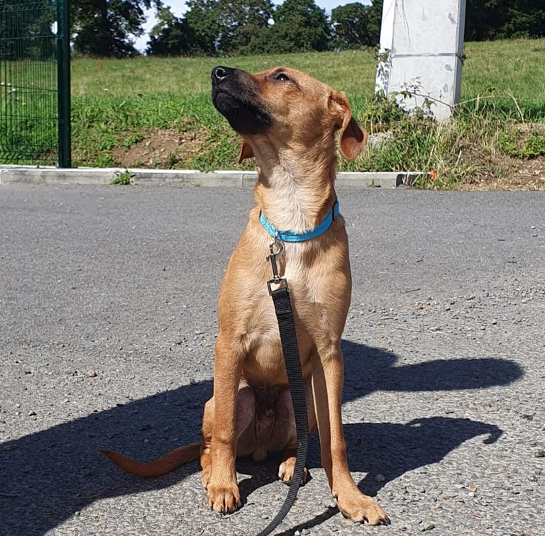 Un chiot très attentif