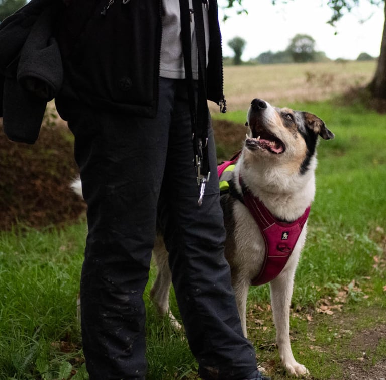Un chien bien éduqué qui regarde son maître