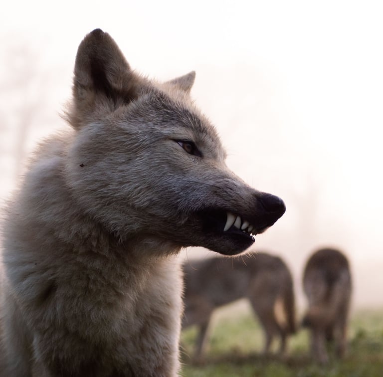 Un chien qui montre les dents