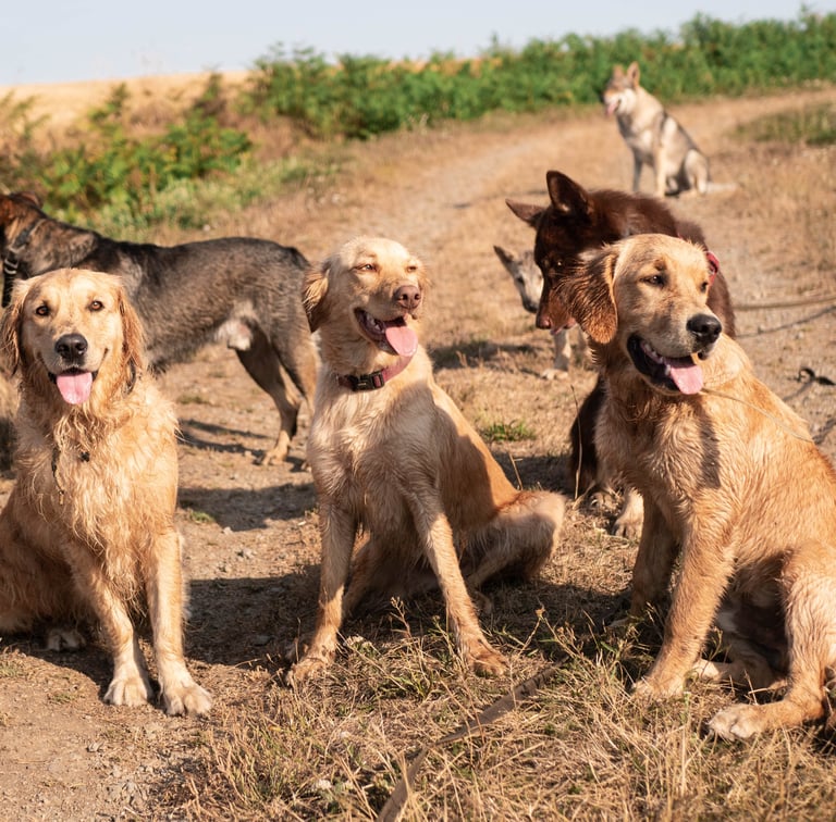 Trois golden retriever sociables