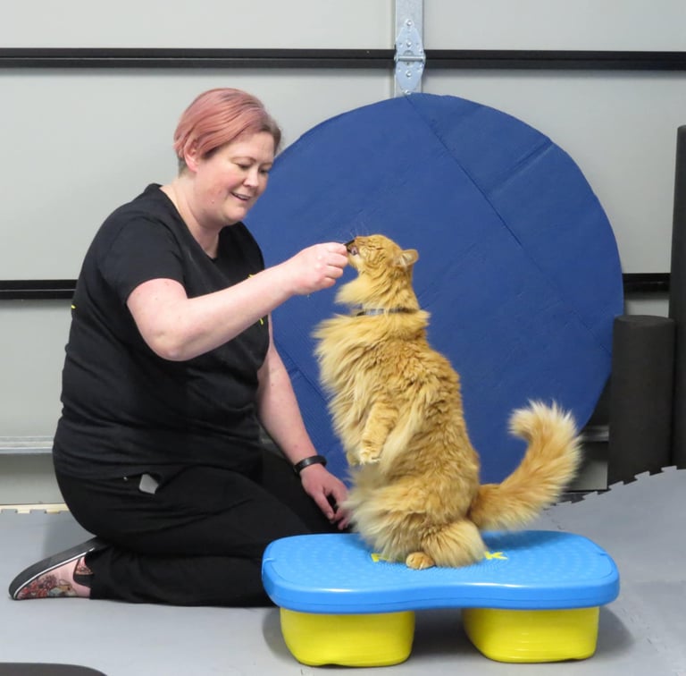 Karen Valu Veterinarian Physiotherapy Rehabilitation