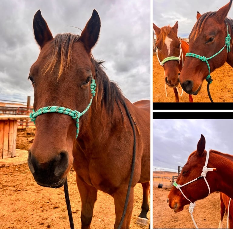 Pretty Heart K Bar Halters on horses
