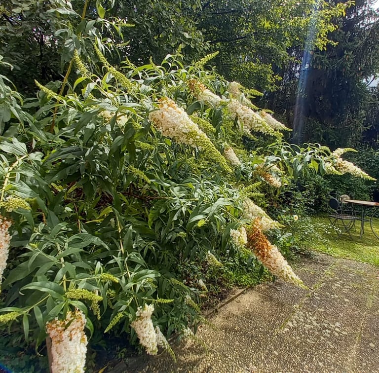 a Butterfly bush with white-yellow flowers