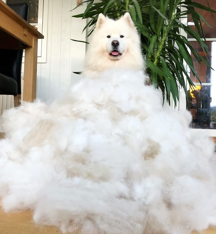 Samoyed puppies for sale in Toronto