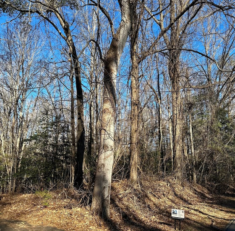 vines and overgrowth on trees