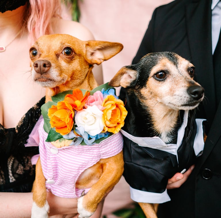 Dogs ring bearer and flower girl on wedding day photo by Katy Rox