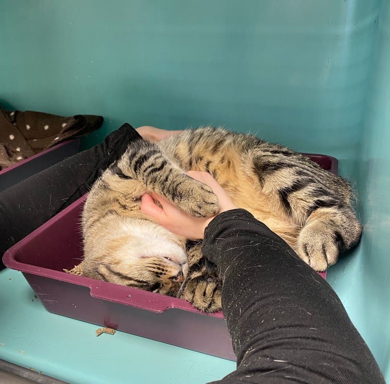 Séance d'ostéopathie animale pour votre chat en Belgique