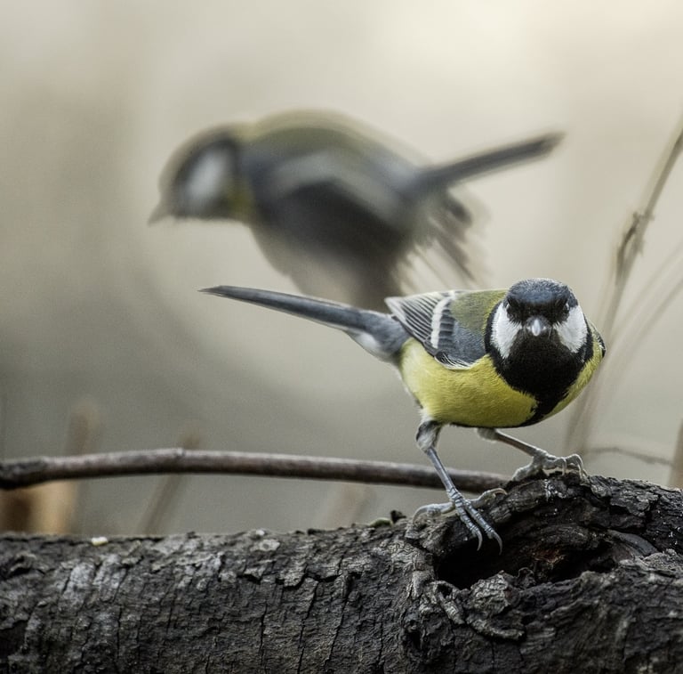 photo de deux mésanges charbonnières sur une branche