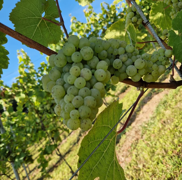 White grape variety