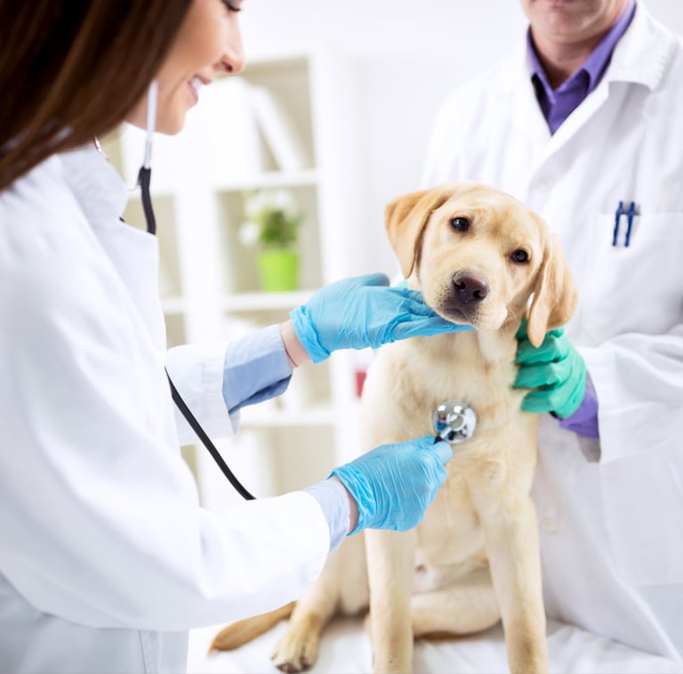  TKEL veterinario a domicilio  en Espartinas Sanlúcar umbrete olivares salteras valencina de la concepción tomares Gines Borm