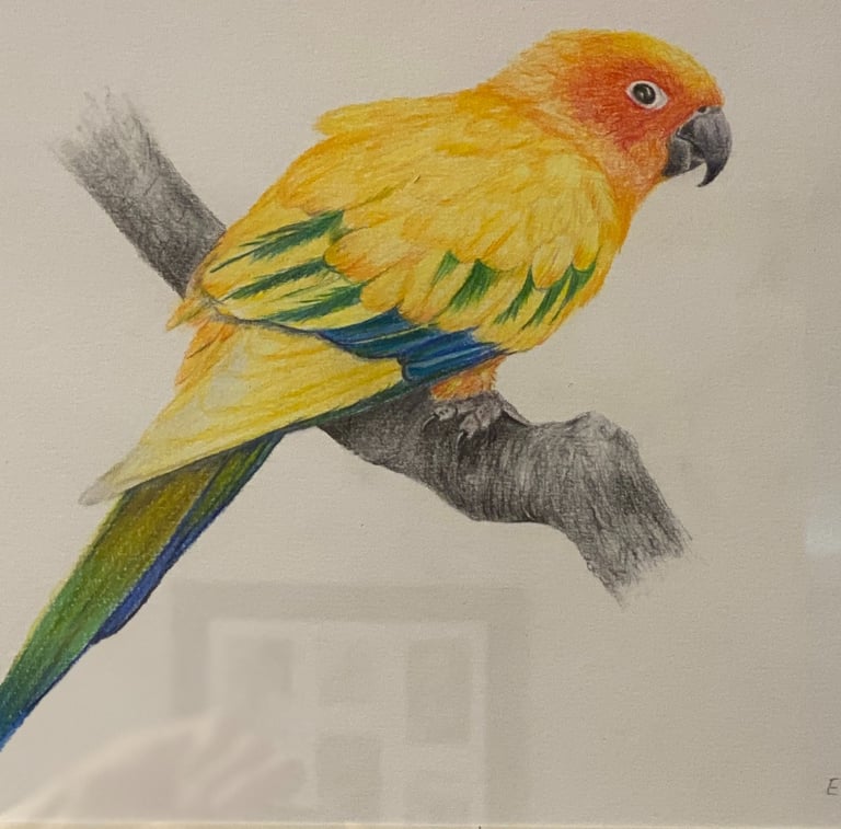 Vibrantly Coloured Sun Conure or Sun Parakeet