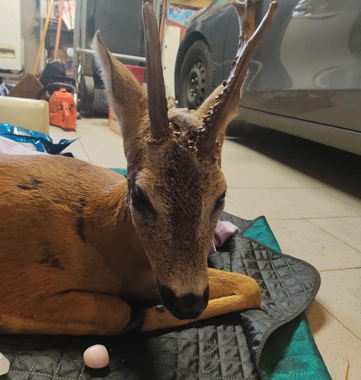 Soins énergétiques pour animaux sauvages