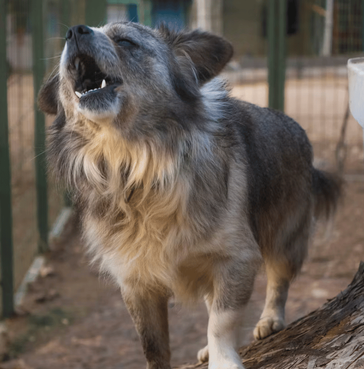 Chien qui aboie dans son jardin