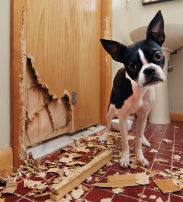 Un Boston Terrier qui a détruit une porte