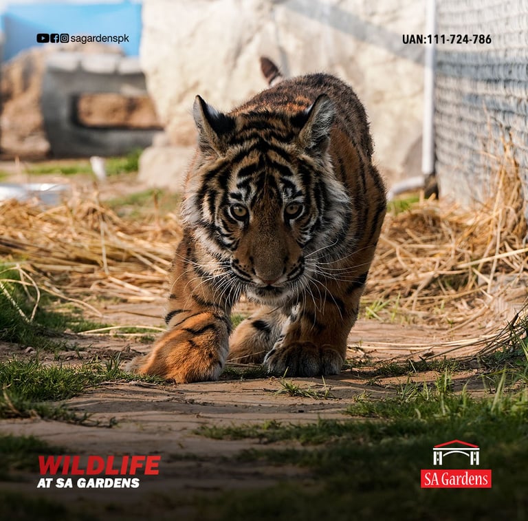 Real Estate Digital Marketing Portfolio Sajeer Imran