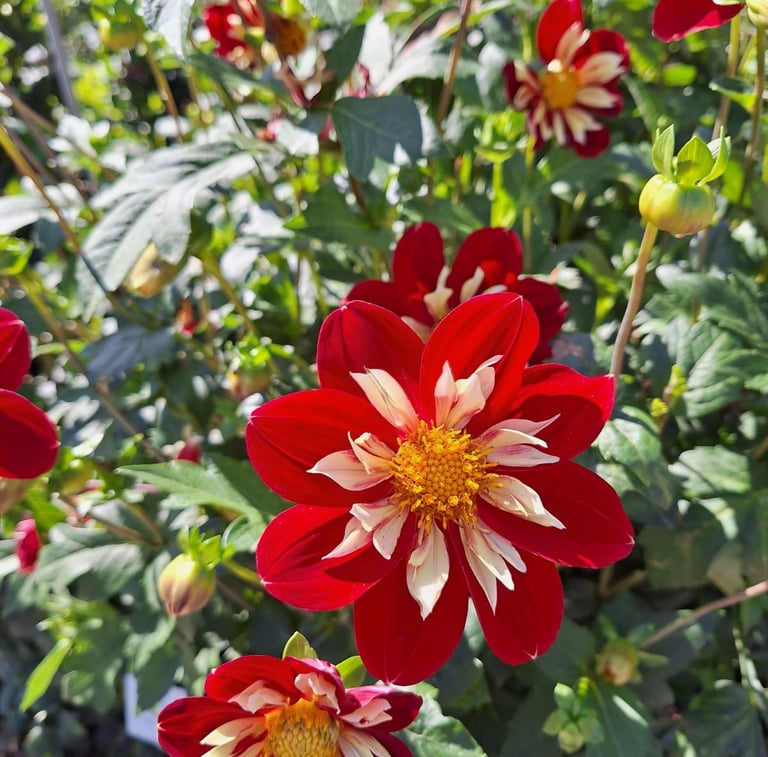 red-white Dahlias with yellow middle