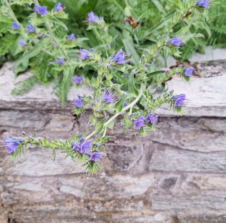 many Viper's-Bugloss flowers growing together