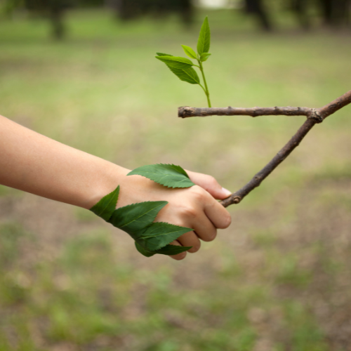 a person holding a branch of a tree
