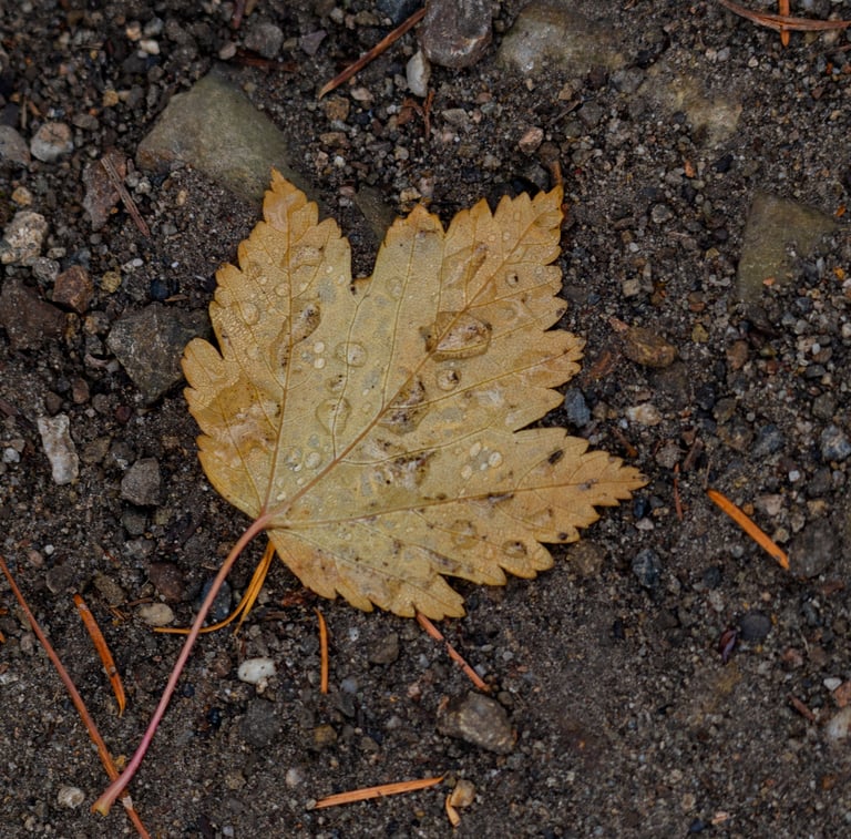 A maple leaf on the ground covered with water.