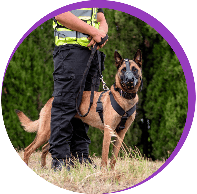 Un agent de sécurité avec un chien  en service