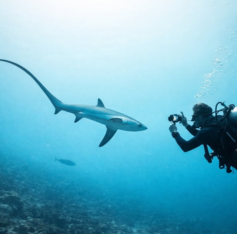 A scuba diver takes a photo of a pelagic thresher shark swimming in deep blue ocean water.