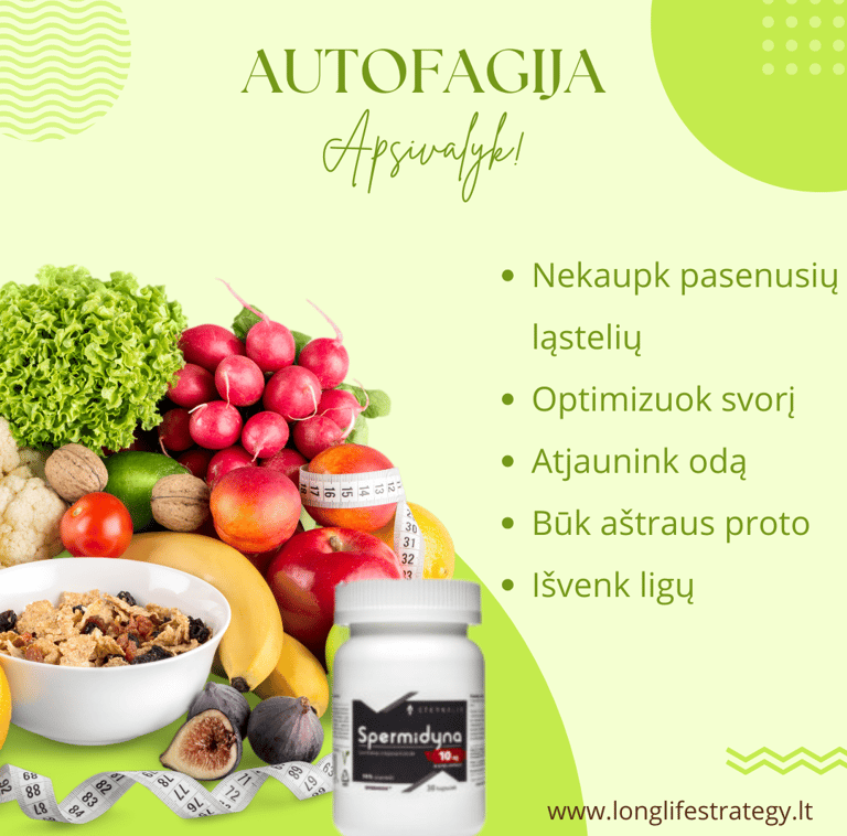 spermidinas aktyvuoja autofagiją